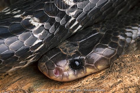 Minden Pictures Stock Photos Common Krait Snake Bungarus Caeruleus