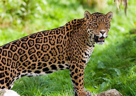 Hd Wallpaper Adult Jaguar Wild Cat Predator Animal Wildlife