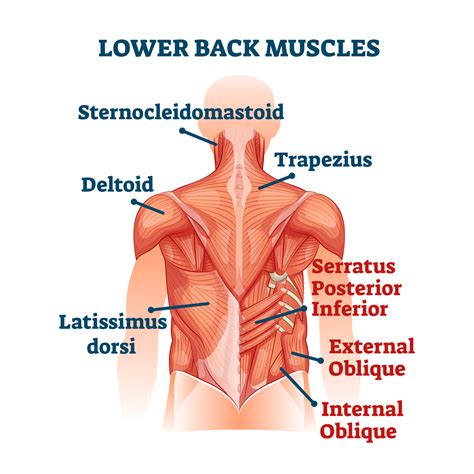 Back Muscle Anatomy Pictures Tag Anatomy Of The Lower Back Muscles
