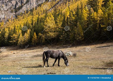 Horse Grazing On The Lawn In The Altai Mountains Stock Photo Image
