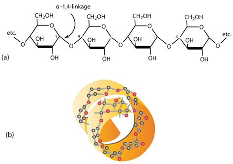 Structure And Function Of Carbohydrates A Level Biology