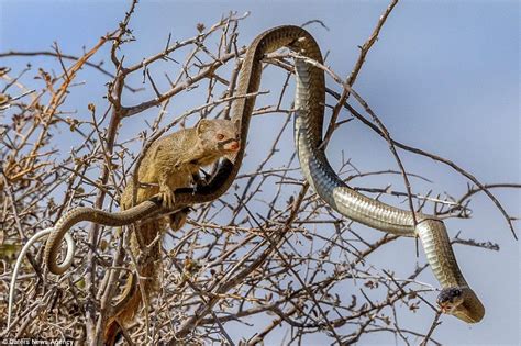 Deadly Boomslang Snake Becomes Dinner For A Mongoose Snake Reptile