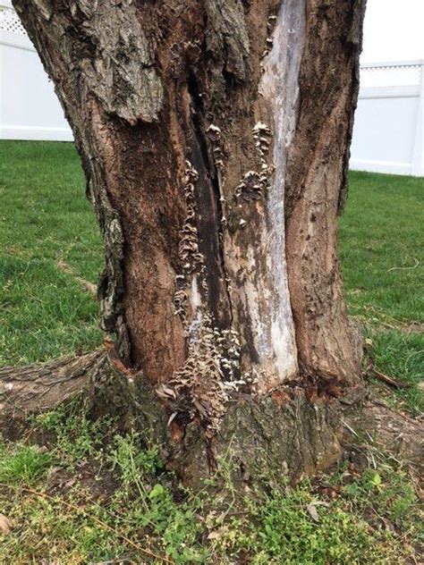 Willow Trees Diseases Img0006original Willow Tree Diseases Bark Canker