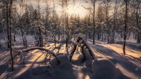 Forest With Snow Covered Trees During Winter 4k Hd Nature Wallpapers