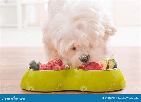 Dog Eating Natural Food From A Bowl Stock Image Image Of Breed