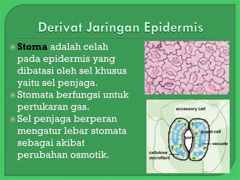 PPT - PLANT TISSUES PowerPoint Presentation, free download - ID:2029413