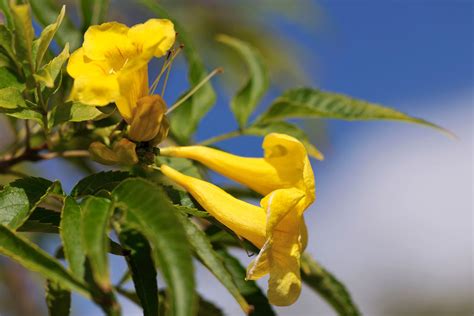 Yellow flowering plants and shrubs, indexed by their common name, with light and watering requirements, growing tips and photos. Yellow Bells - An Easy Plant for Desert Landscaping