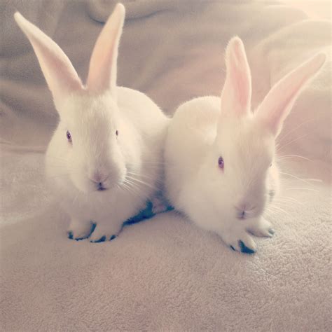 My two little New Zealand white rabbits :) They were 5 weeks old in