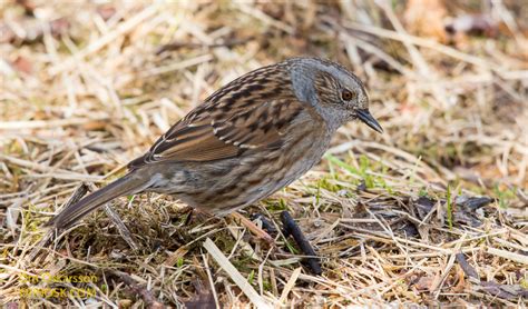 Little Brown Bird Ornosk Birds Landscape Weather