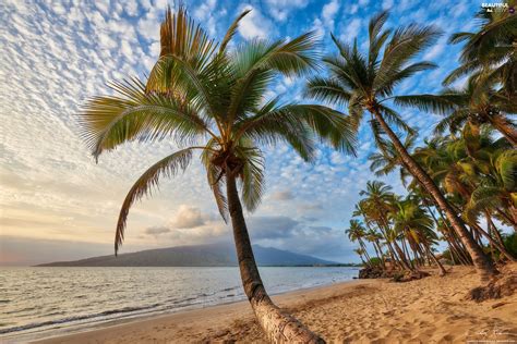 Beaches Sea Maui Island Palms Aloha State Hawaje Beautiful Views