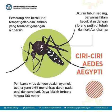 Ciri Ciri Nyamuk Aedes Aegypti Ilmu Pengetahuan Tech