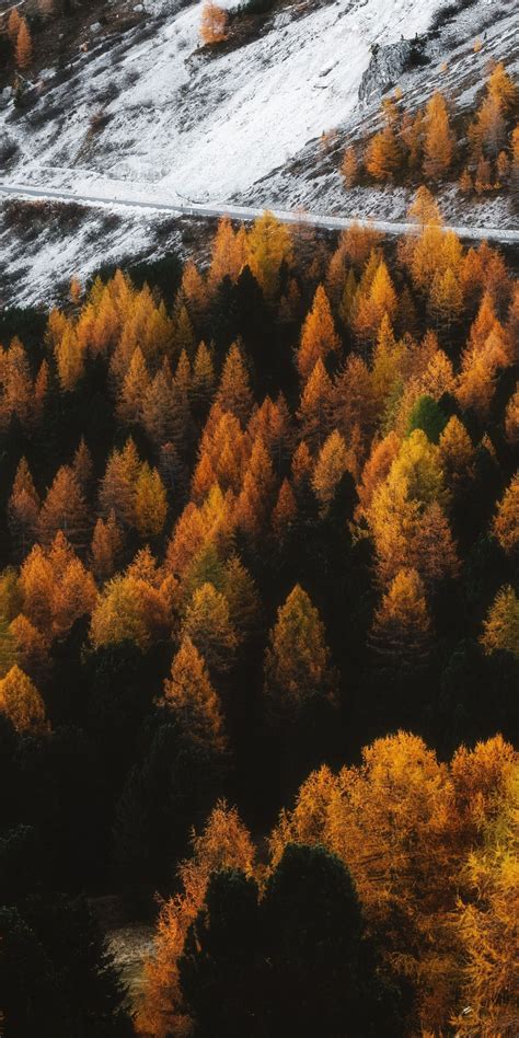 Autumn Outdoor Forest Tree Golden Peak 1080x2160 Wallpaper