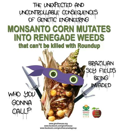 Not A Surprise Monsanto Gmo Free Gmo Corn