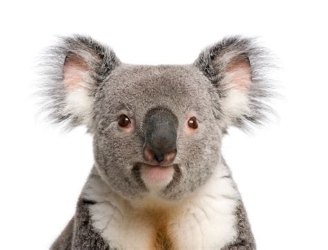 Retrato De Oso Koala Macho Phascolarctos Cinereus Sobre Un Blanco