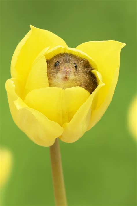 Adorable Photos Of Harvest Mice Nestled In Tulips Will Make You Smile