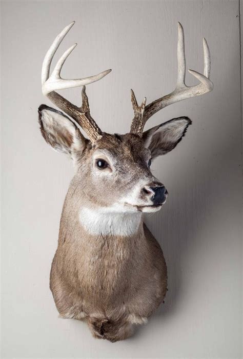 9 Point Whitetail Deer Shoulder Mount