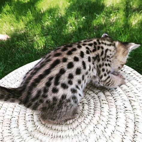 On august 1, 2004, craigslist began charging $25 to post job openings on the new york and los angeles pages. Savannah Cats For Sale | Los Angeles, CA #300933 | Petzlover
