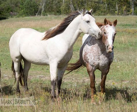 2017 buckskin aqha quarter horse gelding $8,000. appaloosa and buttermilk buckskin horse | Horses ...
