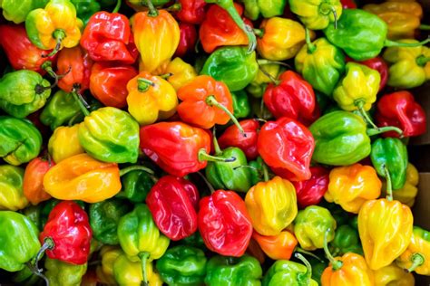 17 Flavorful Pepper Types Jung Seeds Gardening Blog