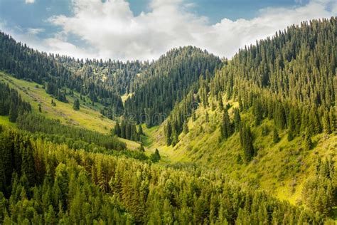 Fabulous Mountain Landscape Covered With Trees Stock Image Image Of