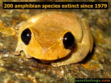 200 Amphibian Species Extinct Since 1979 Flickr Photo Sharing