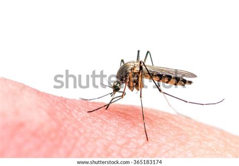 Mosquito Bite Isolated On White Stock Photo Edit Now 365183174