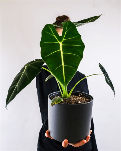 13 Houseplants With Big Leaves For Lively Home Gardening Center