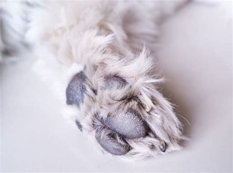 Dog Paw Hyperkeratosis Great Pet Care