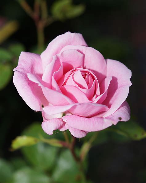 Rose Blossom Bloom Rose Bloom Pink Fragrance 4k Phone Hd Wallpaper