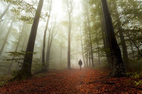 Fairy Tale Romantic Foggy Forest And Man Silhouette On The Trail Stock