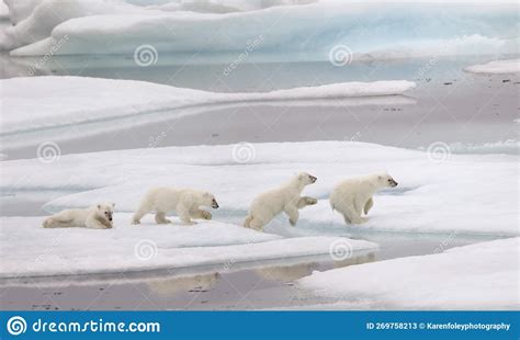 Leaping Baby Polar Bear Timelapse Stock Image Image Of Yearling Bear