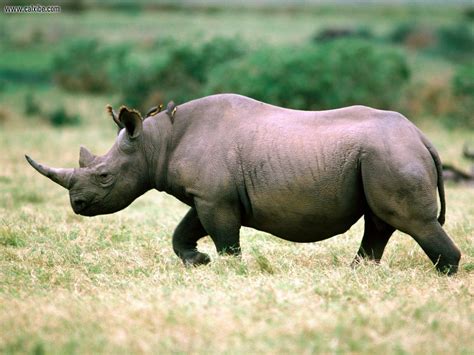 Encyclopedia Of Animal Facts And Pictures Rhinoceros