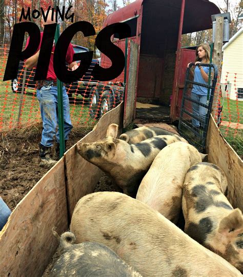 How To Move Pigs Farm Fresh For Life Real Food For Health And Wellness