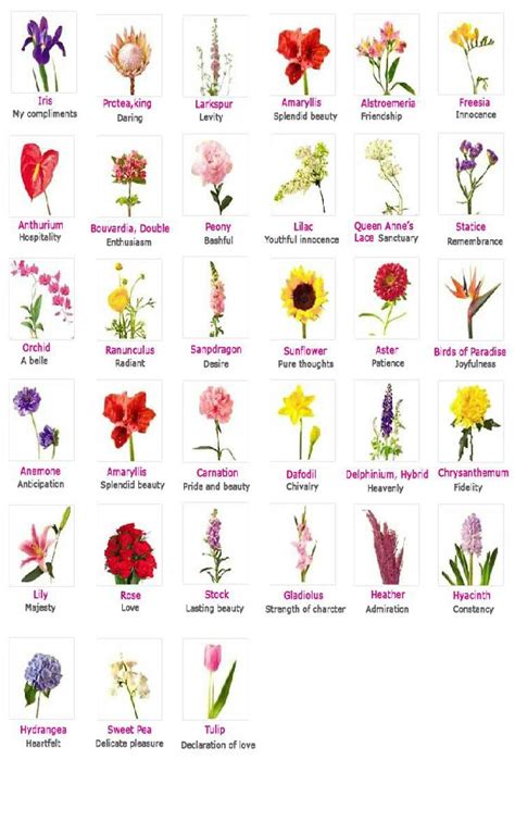Types Of Flowers With Names And Meanings