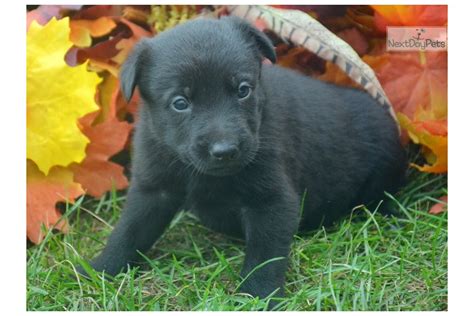 German shepherd in dogs & puppies for sale. Female Seven: German Shepherd puppy for sale near Fort Wayne, Indiana. | bcb9f2ba-0641