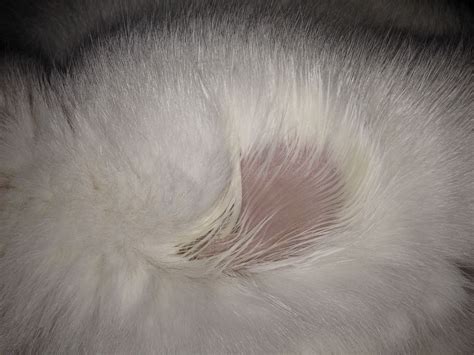Cat Missing Patch Of Fur On Back Of Neck Cat Lovster