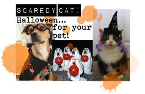 Scaredy Cat Dress Up Your Pet For Halloween Girlslife