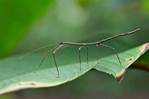 Stick Insect | Sean Crane Photography