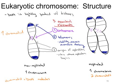 Eukaryotic Chromosome Structure Diagram Quizlet