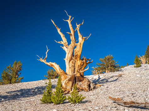 Ancient Bristlecone Pine Forest Inyo National Forest Brist Flickr