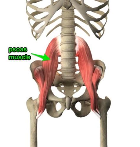 Pin On Psoas Release