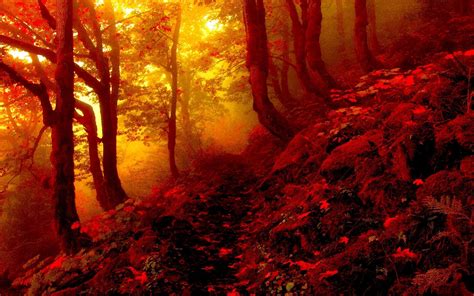 Fondos De Pantalla Luz De Sol Bosque Rojo árbol Otoño Temporada