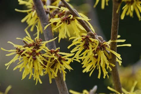 How to plant a witches garden. How to Grow Witch Hazel Plant | Happy DIY Home