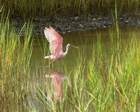 Roseate Spoonbill In Flight Photograph By Patricia Schaefer Fine Art