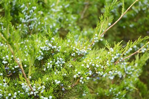 How To Grow And Care For Greek Juniper
