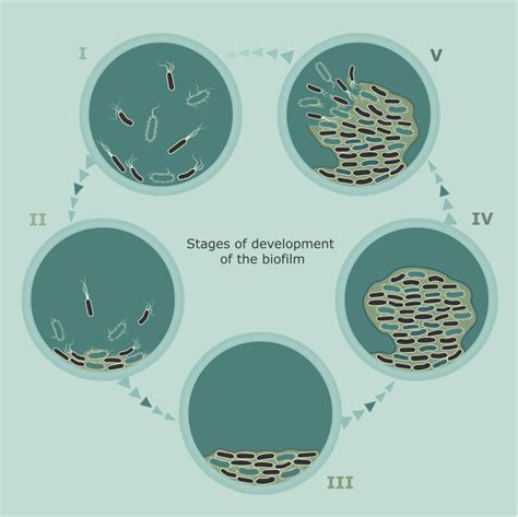 What is Biofilm? Evolution, Assessment, and Treatment - Sanara MedTech
