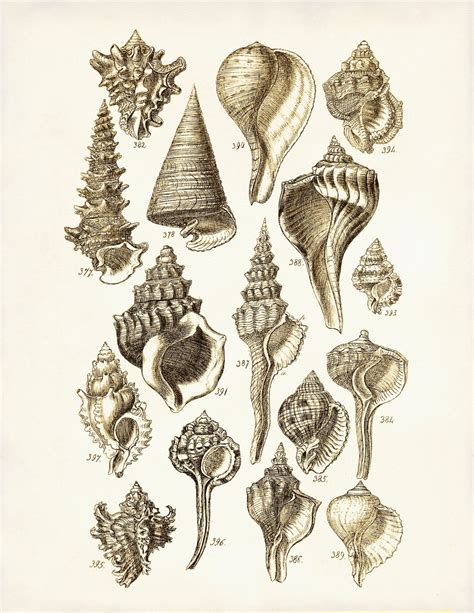 Seashells Poster Seashells Art Print George Sowerby Seashell