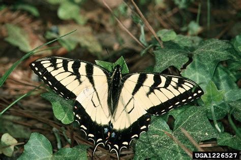 Eastern Tiger Swallowtail Papilio Glaucus Lepidoptera Papilionidae