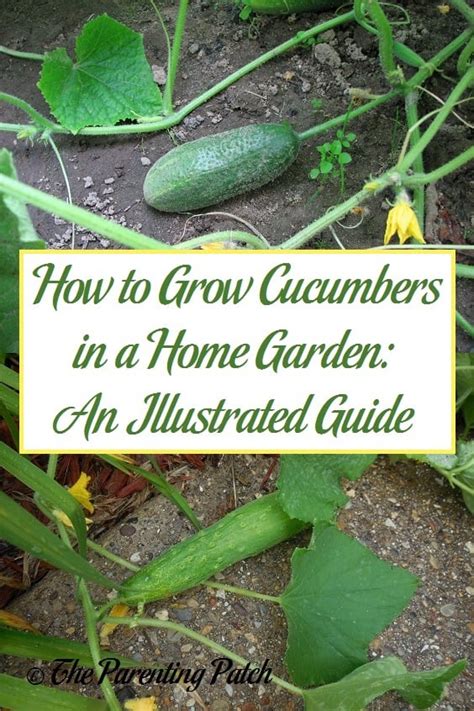 How To Grow Cucumbers In A Home Garden An Illustrated Guide