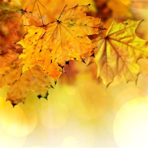 Falling Maple Leaves — Stock Photo © Dibrova 3722338